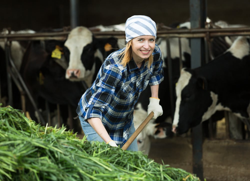 woman in cow barn